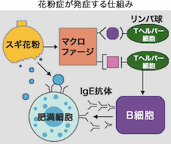 効果がなければ、全額返金します、、、